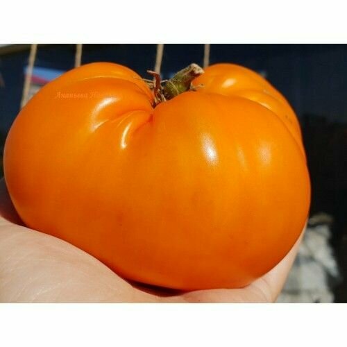 ������ ������ ������������� ������ ������ �������� ����