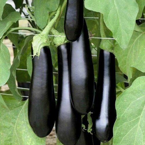 ������ ������ ������������� ������ ��������� ������� F1 ����