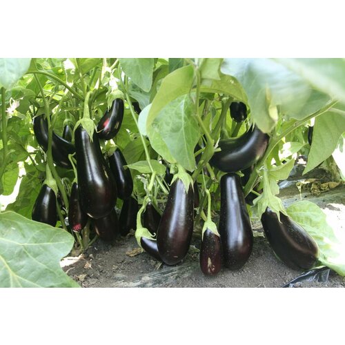 ������ ������ ������������� ������ ��������� ����� F1 ����