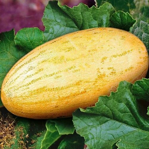 ������ ������ ������������� ������ ���� ������� ����