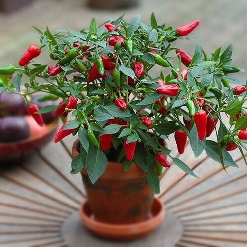 ������ ������ (������) ����� ������ �������� ������, ������������ (15 ��) ����