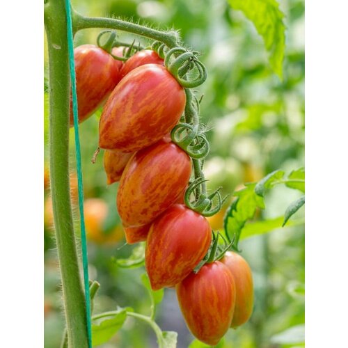 ������ ������ ������ ����� ������� ������� �������� (Candy Sweet Icicle), 10 ���� ����