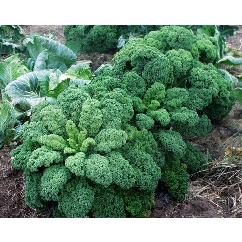 ������ ������ ������������� ������ ������� �������� ������� ����