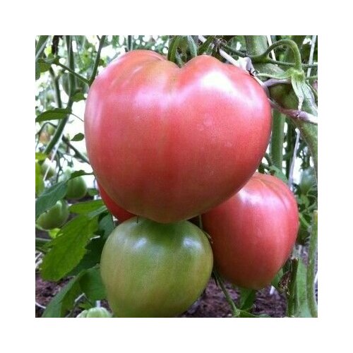 ������ ������ ������������� ������ ������ ����������� ����