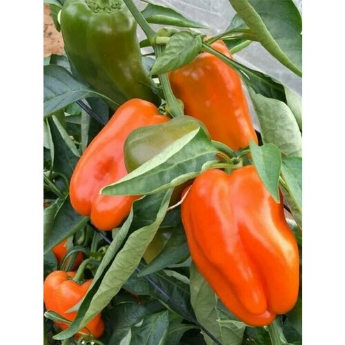 ������ ������ ������������� ������ ����� �������� ��������� ������ �� ���� ����