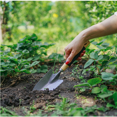 ������ ������ ������� ������� 36 �� ����