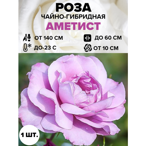 ������ ������ ���� ������� �����-��������� 1 ��. ����