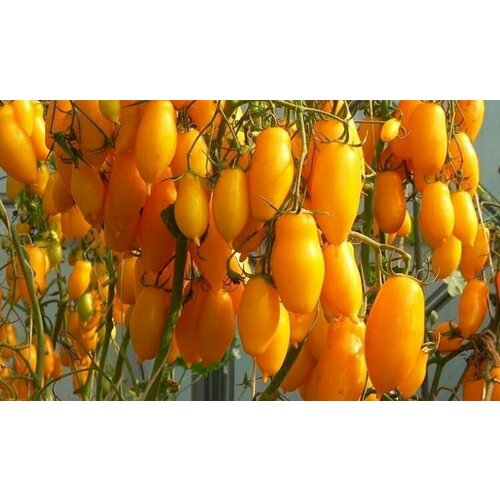 ������ ������ ������ ����� ��������� ���� 10 ��. ����