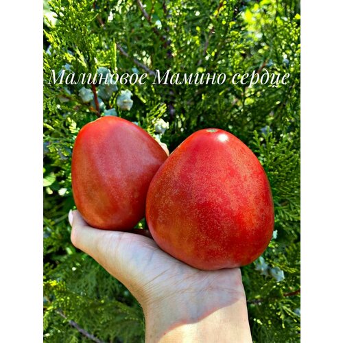 ������ ������ ������������� ������ ������ ��������� ������ ������ ����