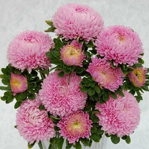 ������ ������ ����� ������� ����-�������, �������������-������� �������� �������� �������� XXL � ������� �� 15��, 30 ����� ����