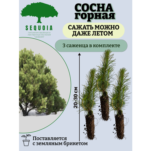 ������ ������ ����� ������ 3 ������� ����