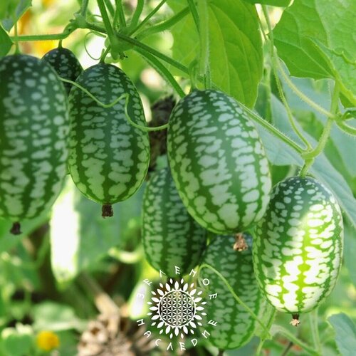 ������ ������ ������ �������� �������� - �������� ������ (���. Melothria scabra) 15�� ����