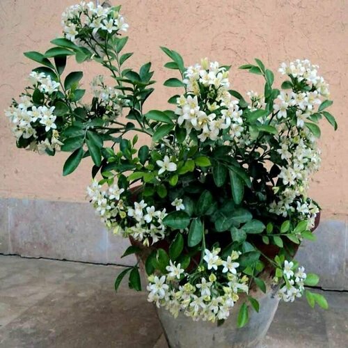 ������ ������ �������, ������ ����