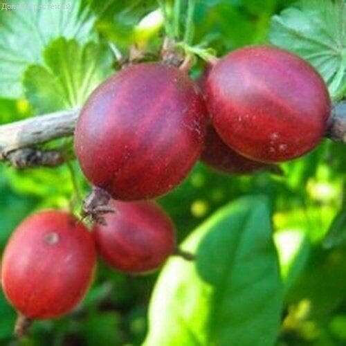 ������ ������ ��������� �����, C3 (2 ����) (1 ������� � ������ 3 �.) ����