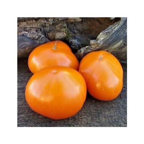 ������ ������ ������������� ������ ������ �������� ������� ����