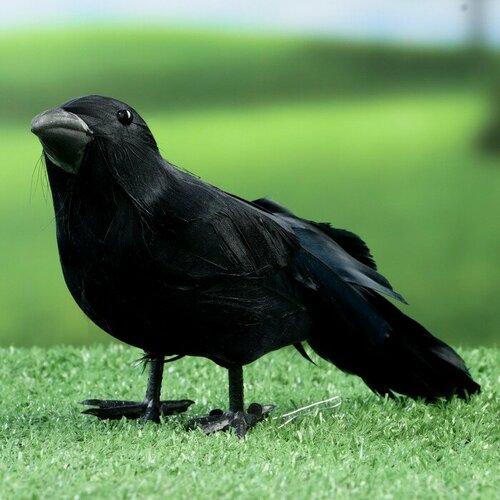 ������ ������ ������ 