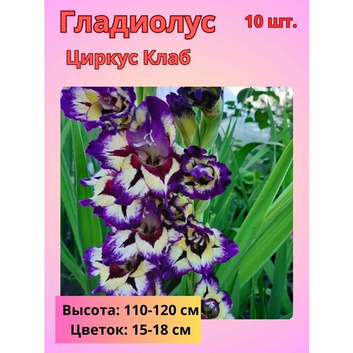 ������ ������ ��������� ��������������� ������ ����, �������� ���������� ����