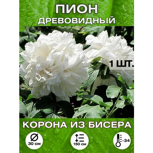 ������ ������ ���� ������ �� ������, ��������� ����