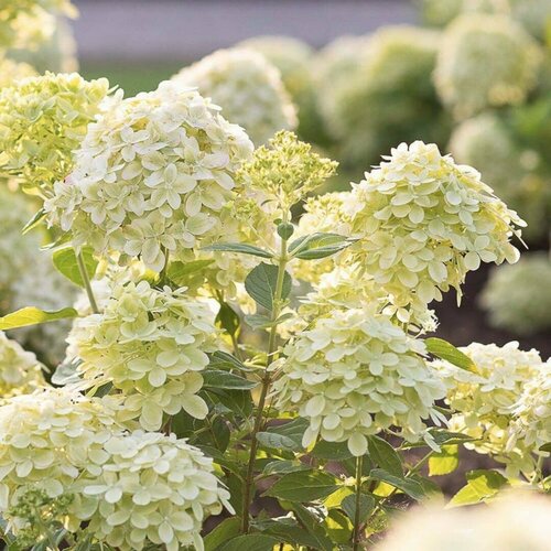 ������ ������ ��������� ����������� ���� ������� (1 ������� � ������ 15-20 ��). Szkolka roslin A.M (������) ����