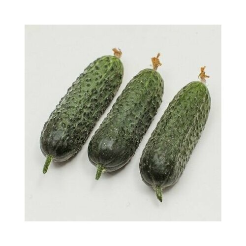 ������ ������ ������������� ������ ������ �������� F1 ����