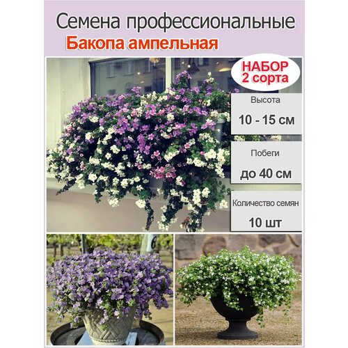 ������ ������ ������ ��������� ���������, �������� ����� 10�� ����