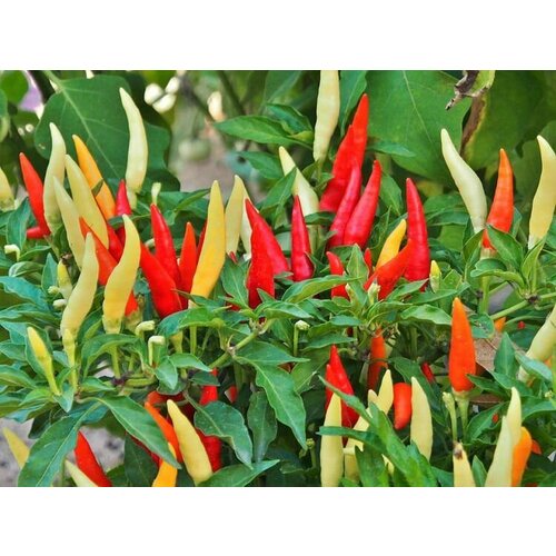 ������ ������ ������������� ������ ������� ����� ������� ����