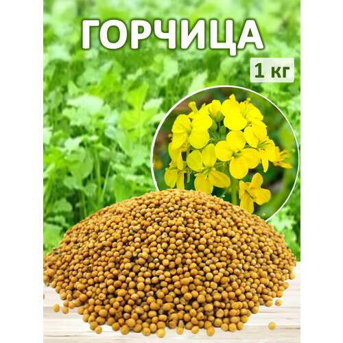 ������ ������ ������ ������� �������� ������� 1�� ����