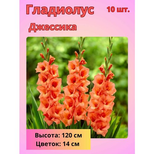 ������ ������ ��������� ��������������� ��������, �������� ���������� ����