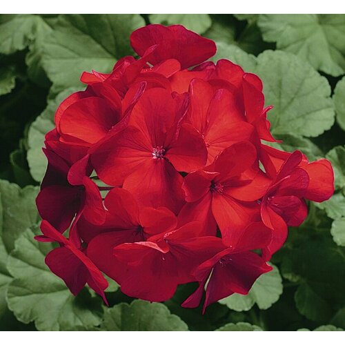 ������ ������ ������ ���������� ��������� �������� 4 �� (1 �������� (O)) ����