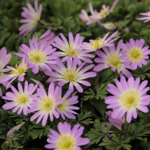 ������ ������ ������� ������ CHARMER (10 �������) ����