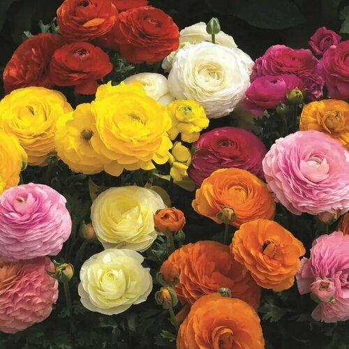 ������ ������ ���������� (�����), ���� (10 ��) / ���������� ����� ����