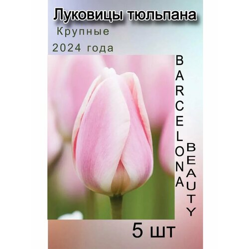 ������ ������ �������� �������� Barcelona Beauty ( 5 ��) ����