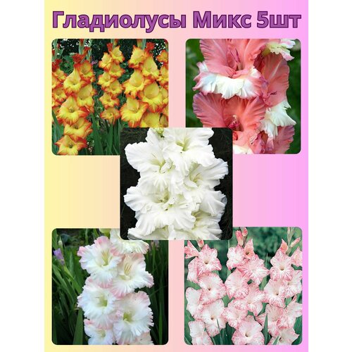 ������ ������ ��������� ���������������, �������� ���������� ���� 7 ����