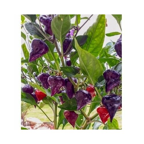 ������ ������ ������ ������ ����� Purple UFO, 5 ����� + ������� ����