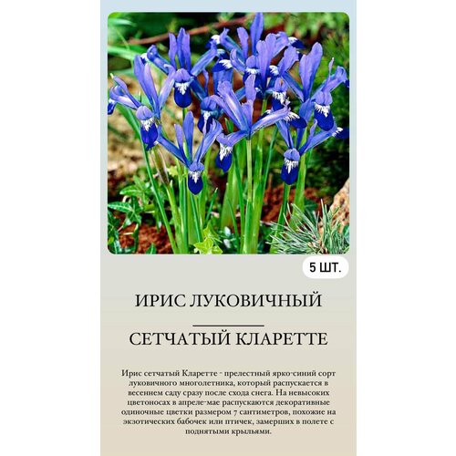 ������ ������ ���� ���������� �������� ����������� �������� ����