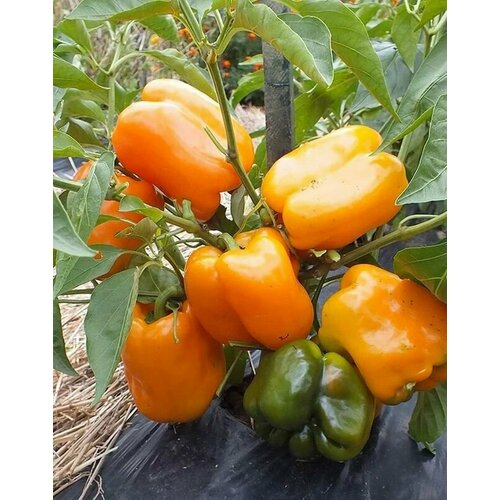 ������ ������ ������������� ������ ����� �������� ��� ���� ����