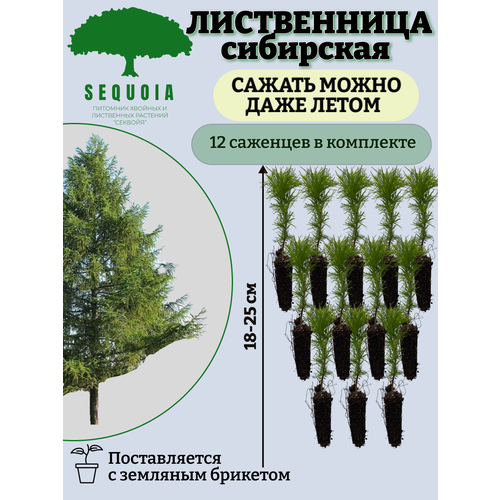 ������ ������ ����������� ��������� 12 �������� ����