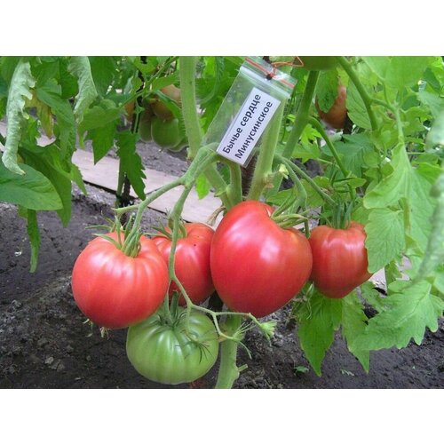 ������ ������ ������������� ������ ������ ����������� ����� ������ �� �������� ����