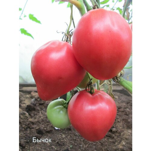 ������ ������ ������������� ������ ������ ����� ������� ����