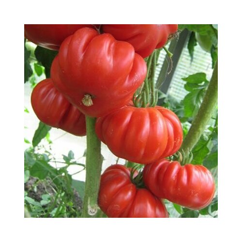 ������ ������ ������������� ������ ������ ��� ����������� ����