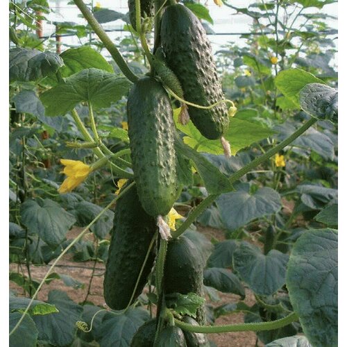 ������ ������ ������������� ������ ������ ���� F1/ ����