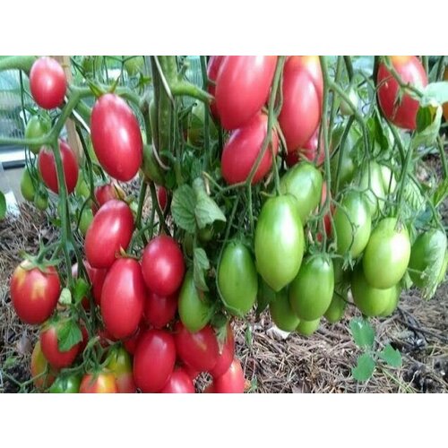 ������ ������ ������������� ������ ������ ������ ������ ���� ����