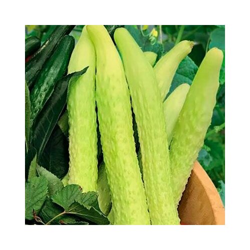 ������ ������ ������������� ������ ������ F1 ��������� ����� ���� ����