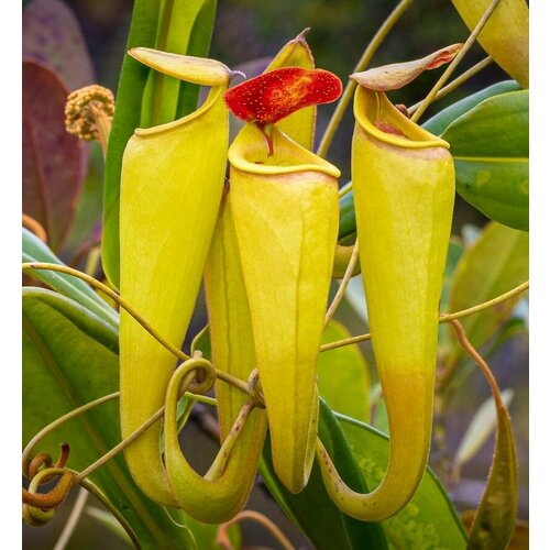 ������ ������ �������� �������������� ������ 3��. (Nepenthes madagascariensis) ����