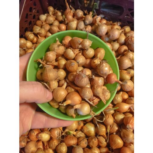 ������ ������ ��� �������� ������, ��������������� 0,5 �� ����