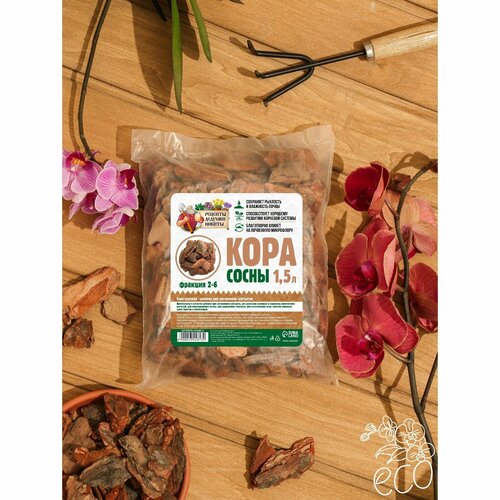 ������ ������ ���� ����� 