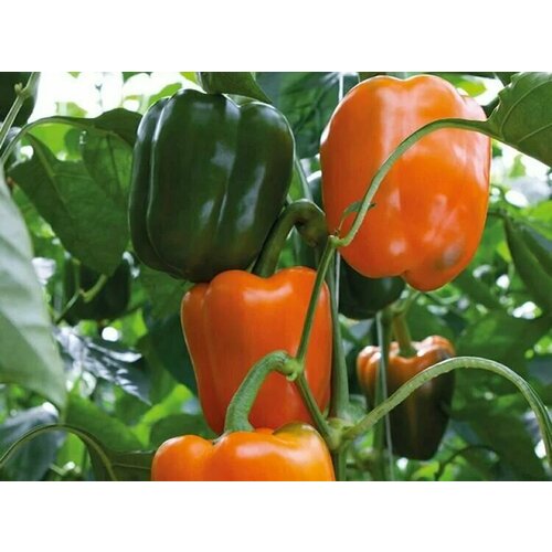 ������ ������ ������������� ������ ����� �������� ����� F1 ����