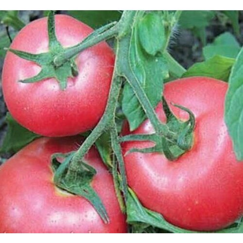 ������ ������ ������������� ������ ������ ���� ���� ����