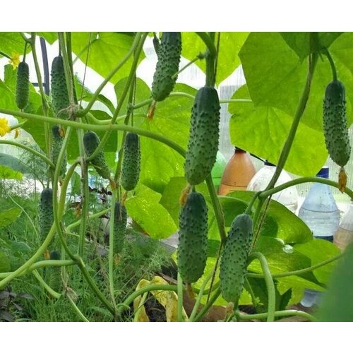 ������ ������ ������������� ������ ������ �������� F1 ����