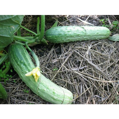 ������ ������ ������������� ������ ������ ������ �� ����������� F1 ����